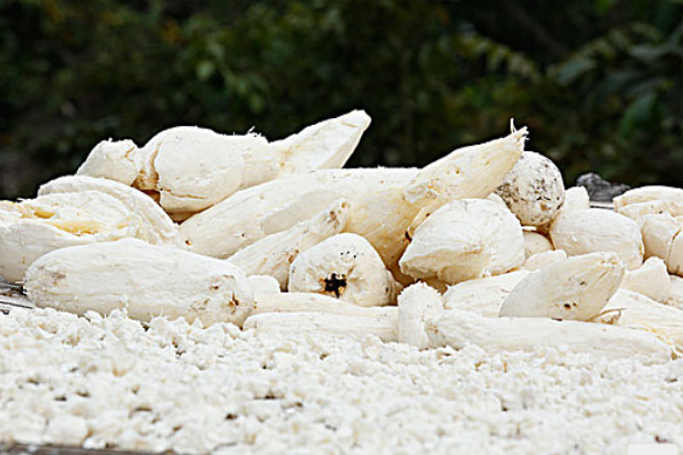 木薯淀粉進口清關(guān)